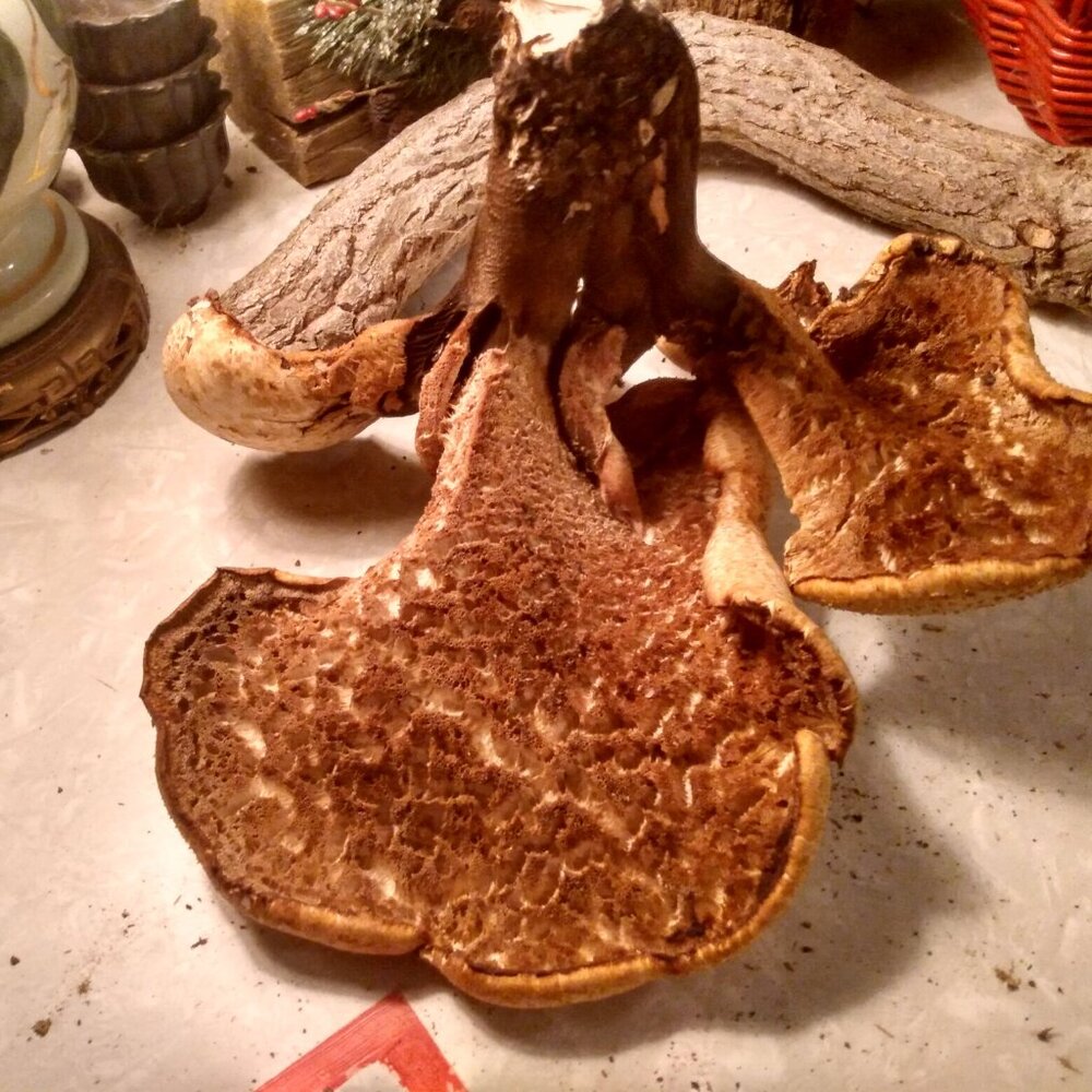 Shelf Bracket Tree Mushroom Conk Nature Polypore Fungus Art Science